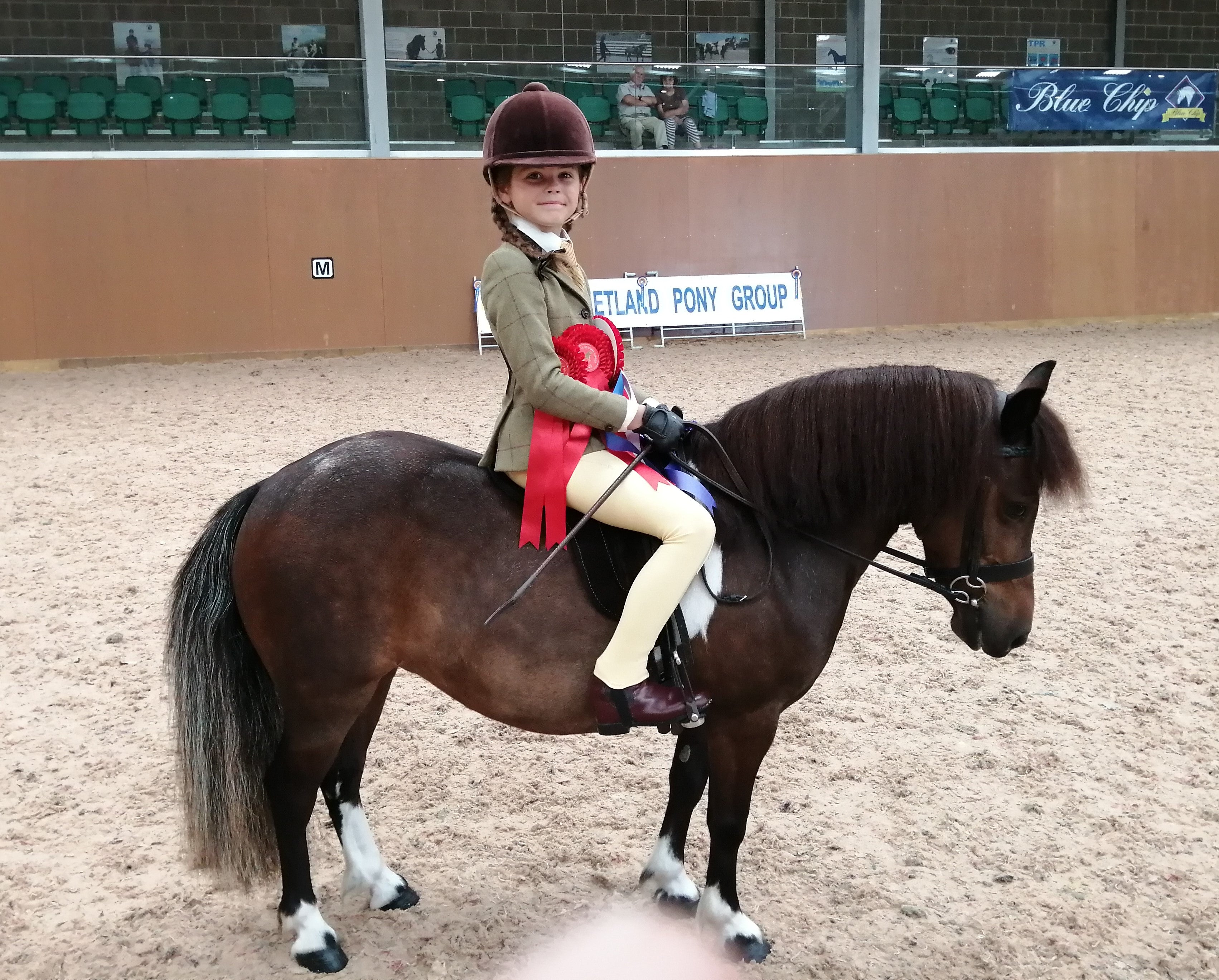 Wessex Shetland Pony Group Show Rewards Champions – Blue Chip Feed