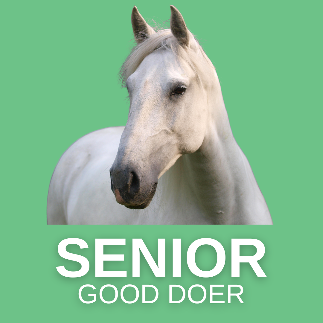 image of senior horse