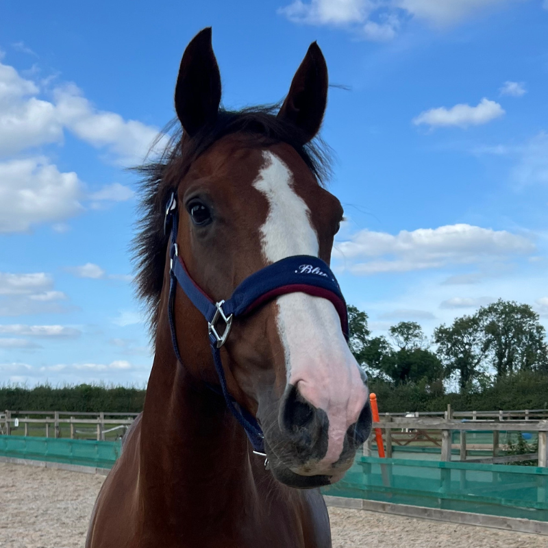 Blue Chip Headcollar Navy/Dark Red