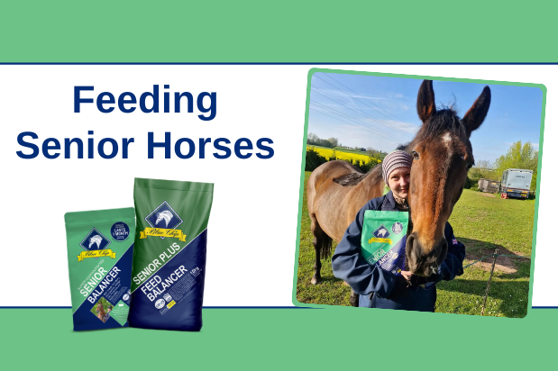 Feeding Senior Horses - Quick tips