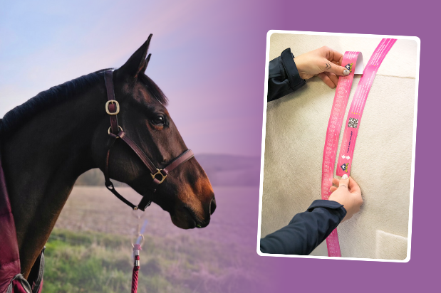 Keep Your Horse Happy Without the Extra Calories