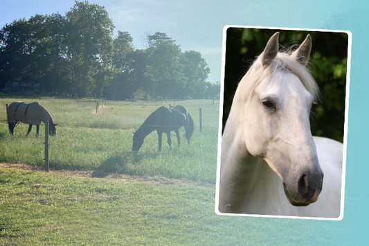 Signs of poor equine gut health - PART 1