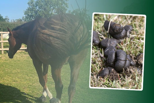 What your horse's poo is telling you