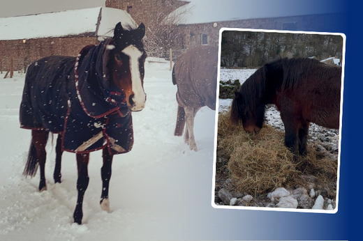 Winter Feeding and Horse Care Tips