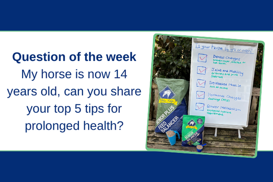 My horse is now 14 years old, can you share your top 5 tips for prolonged health?