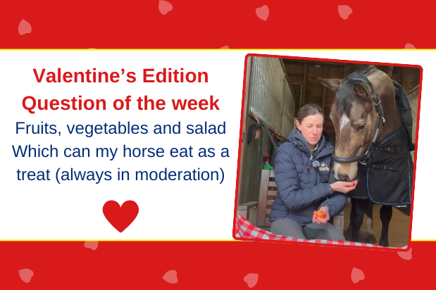 Fruits, vegetables, salad - Which can my horse eat as a treat?