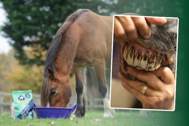 Top Tips for healthy equine dentition