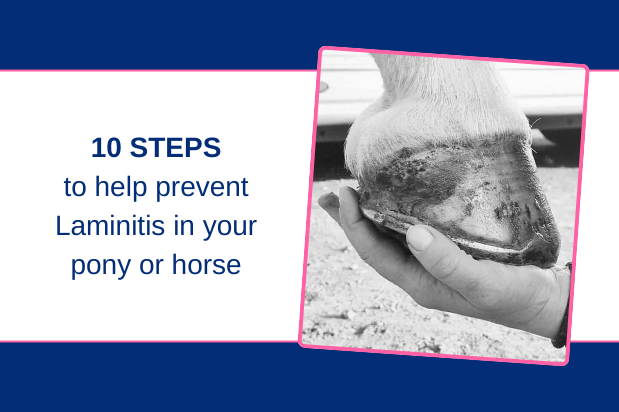 10 Steps to help prevent Laminitis in your pony or horse