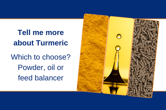 Tell me more about Turmeric - Powder, Oil or Balancer?