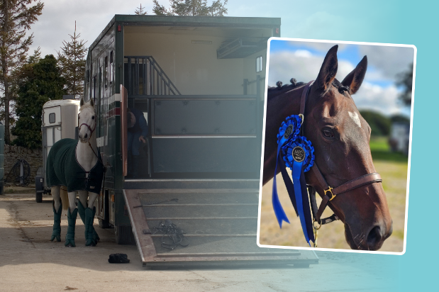 Top Tips for travelling horses - BONUS video content!