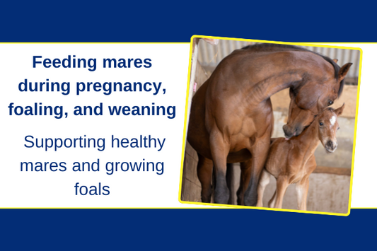 Essential feeding tips for mares during pregnancy, foaling, and weaning
