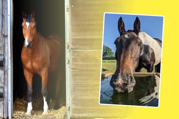 Hot to Trot - Keeping your horse cool in hot weather