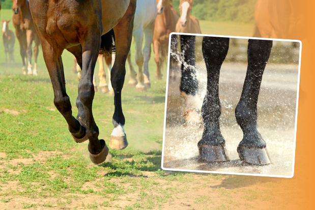 5 top tips for hard ground horse care and injury prevention