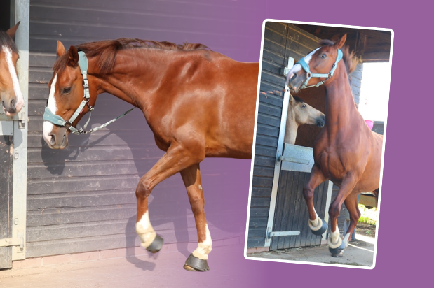 Top 5 causes of stress for your horse and how to manage them