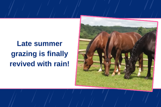 Late summer grazing is finally revived with rain!