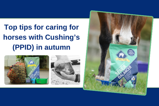 Top tips for horses with Cushing’s (PPID) in autumn