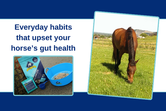 Everyday habits that upset your horse’s gut health