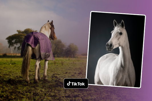 Top tips for a calmer horse in November