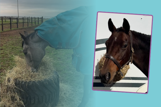 Autumn challenges - Behaviour and digestion