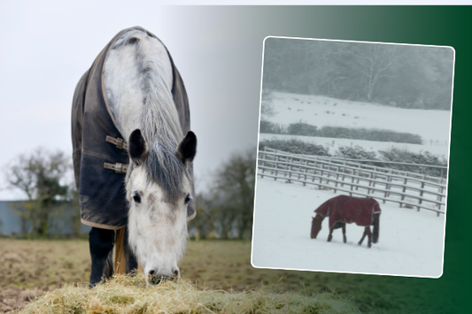 Keeping senior horses comfortable in winter