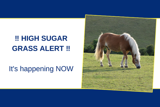 ‼ HIGH SUGAR GRASS ALERT ‼
