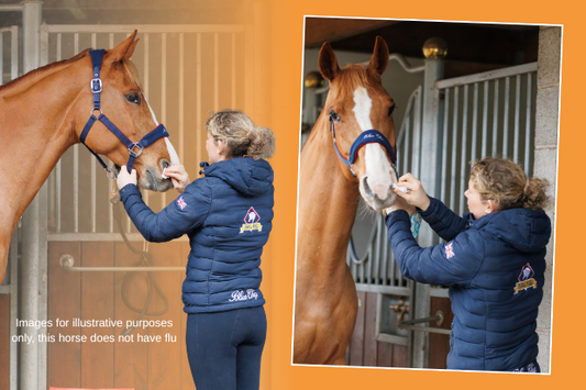 Equine Flu on the Rise