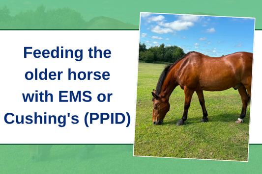 Feeding the older horse with EMS or Cushing's