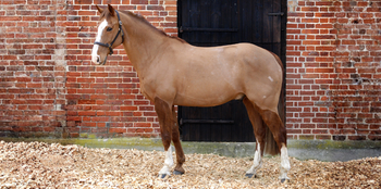 Clipped horse