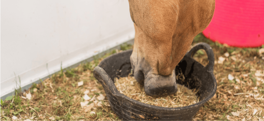 Horse eating feed 