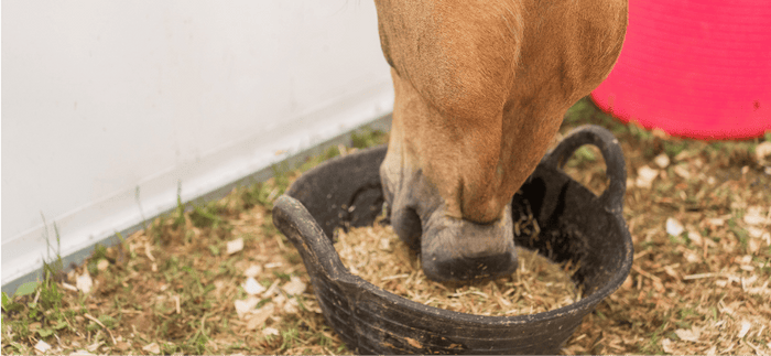 Horse eating feed 