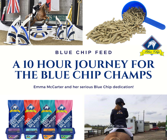 A 10 hour trip to your favourite show - The Blue Chip Champs