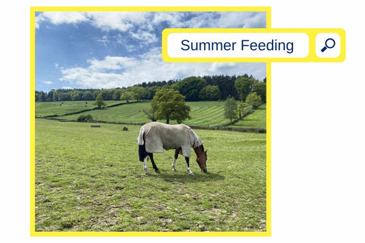 Feeding Horses in Summer