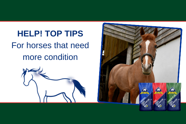 Help! My horse needs more condition! | Blue Chip