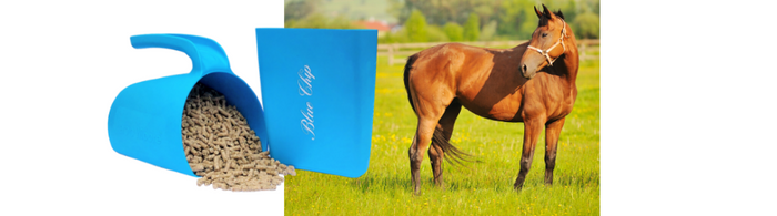 The importance of continuing to feed a balancer during the grazing season.