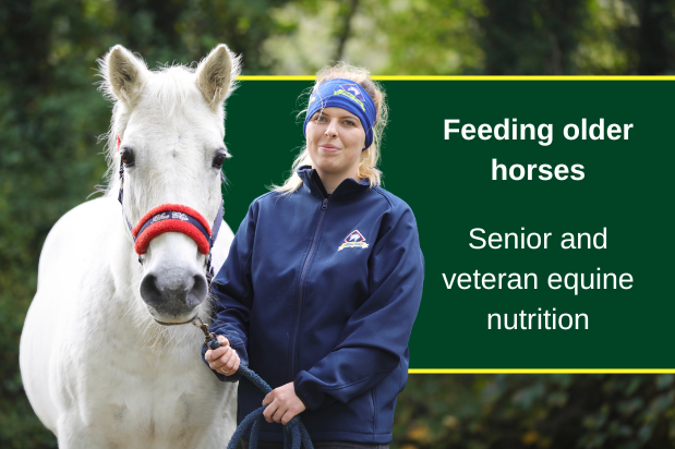 Feeding older horses (seniors and veterans)