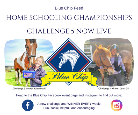 Blue Chip Home Schooling Challenges proving popular