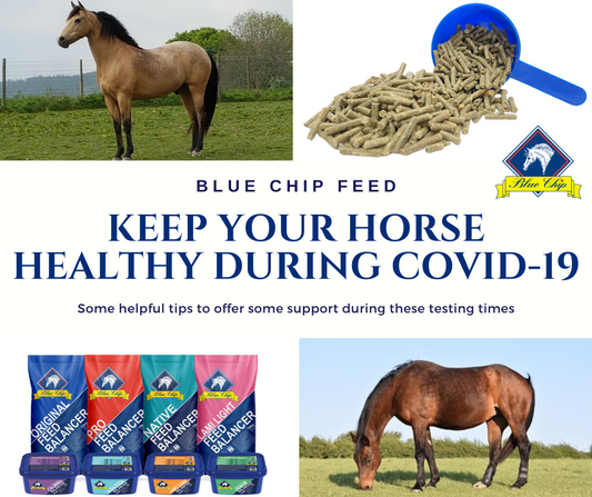 How can I keep my horse healthy during the COVID-19 lockdown?