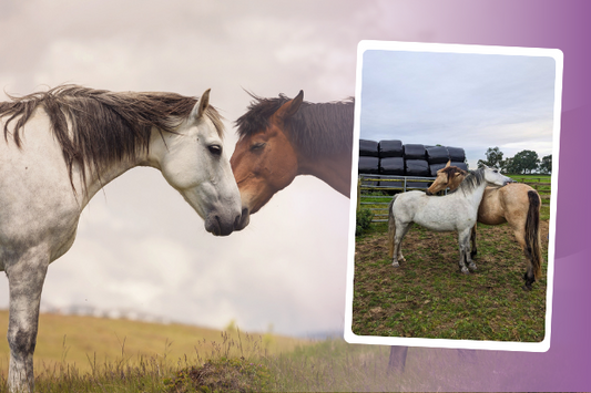 Calming Techniques For Your Horse