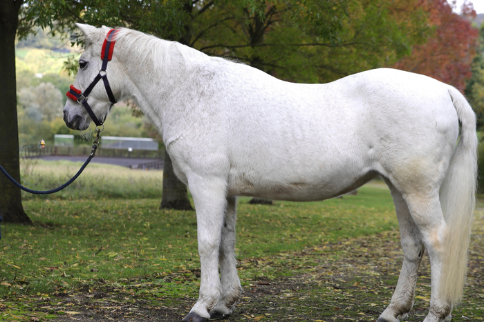 Feeding the older horse with EMS or Cushing's