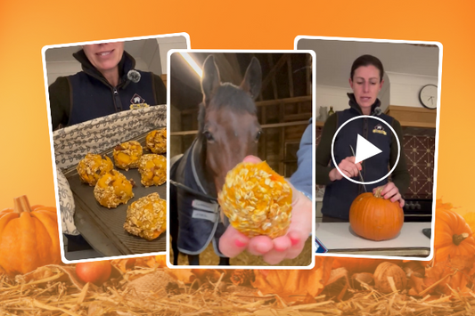 Pumpkin Horse Treat Recipe