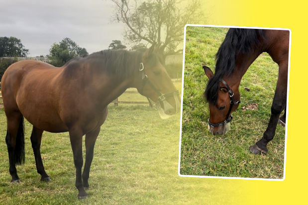 The ultimate guide to grazing muzzles