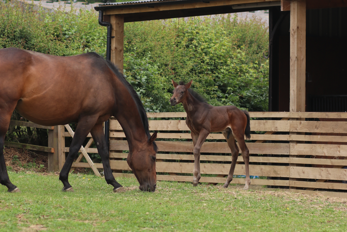 Essential feeding tips for mares during pregnancy, foaling, and weaning