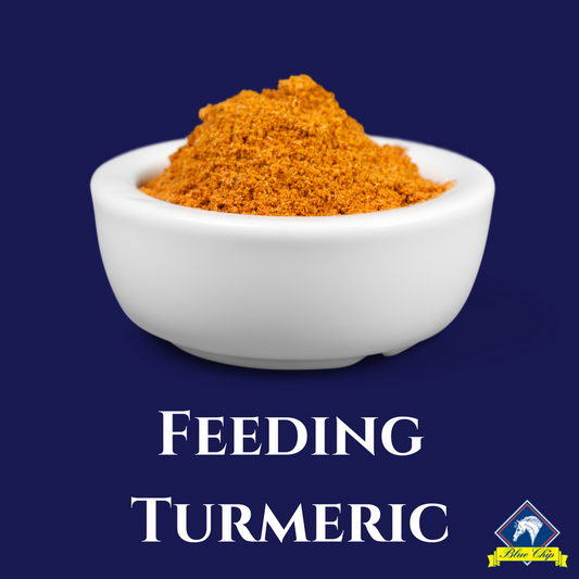 Whats the fuss about Turmeric?