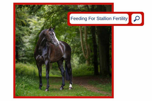 Feeding For Stallion Fertility