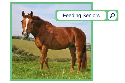 Feeding Senior Horses