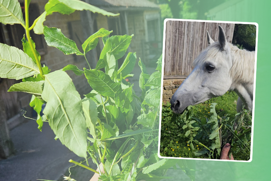 A Guide - Creating edible equine hedgerow bouquets