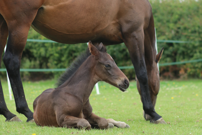How to feed a foal - For healthy growth from birth to weaning