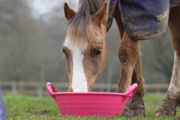 How to feed and water your horse this winter
