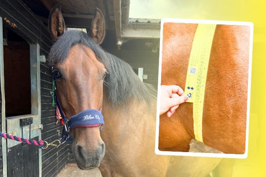 Reducing your horse's calories - A 2 year story