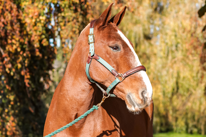 Maintaining weight in autumn for older horses